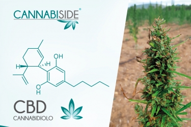 Cannabidiolo