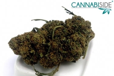 Cannabis Legale Vendita Online