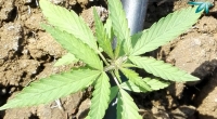 Cannabis Sativa Plant and Flower