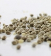 Cbd Seeds of Hemp from Italy (Cannabis Sativa L.)