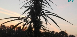 Coltivazione Cannabis Light in Sardegna