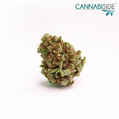 Infiorescenza di Cannabis Legale 1g Fiore Old Temple