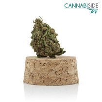 Berry Fruit Infiorescenza Top Senza Semi di Cannabis Legale 1g