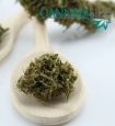 Dettaglio Infiorescenza Sensimilla di Cannabis Light (Fiore di canapa sativa senza semi)