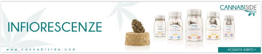 Infiorescenze di Cannabis Sativa L. ricche di CBD. Fiori di Canapa Cannabiside Top Quality 