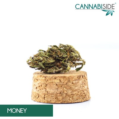 Money Infiorescenza di Cannabis Legale 1 g