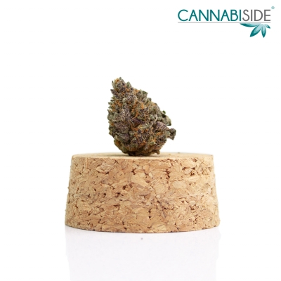 Purple Fruit  Infiorescenza Top Senza Semi di Cannabis Legale 1g